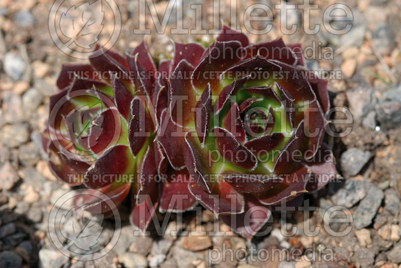 Jovibarba Aka Sempervivum Inferno (Hens and Chicks, Houseleek) 1 