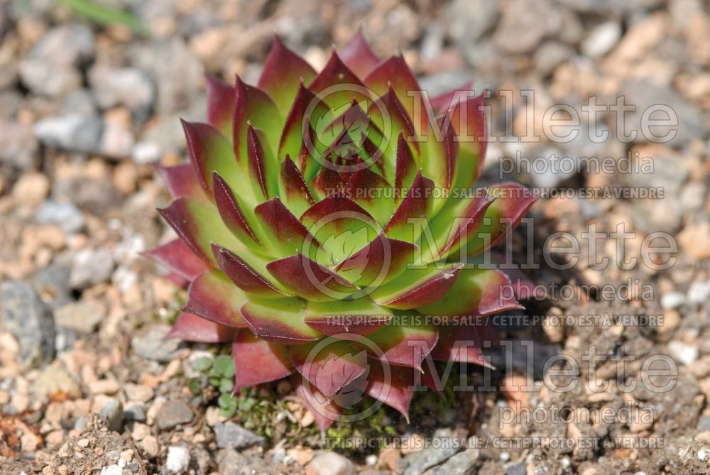 Jovibarba or Sempervivum Purple Haze (Job's Beard Hens and Chicks, Houseleek) 1 