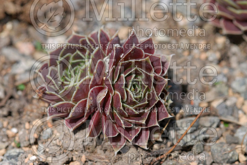 Jovibarba or Sempervivum Purple Haze (Job's Beard Hens and Chicks, Houseleek) 2 