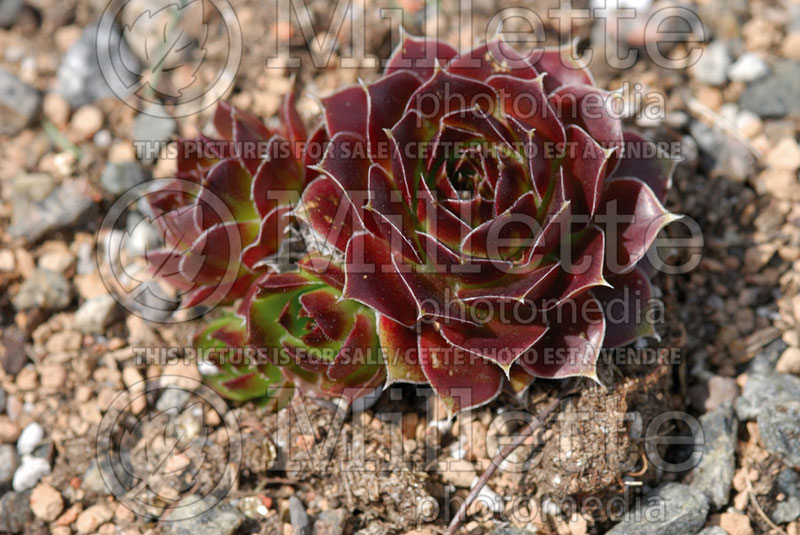 Jovibarba Hot Lips or Sempervivum (Job's Beard Hens and Chicks, Houseleek) 1 