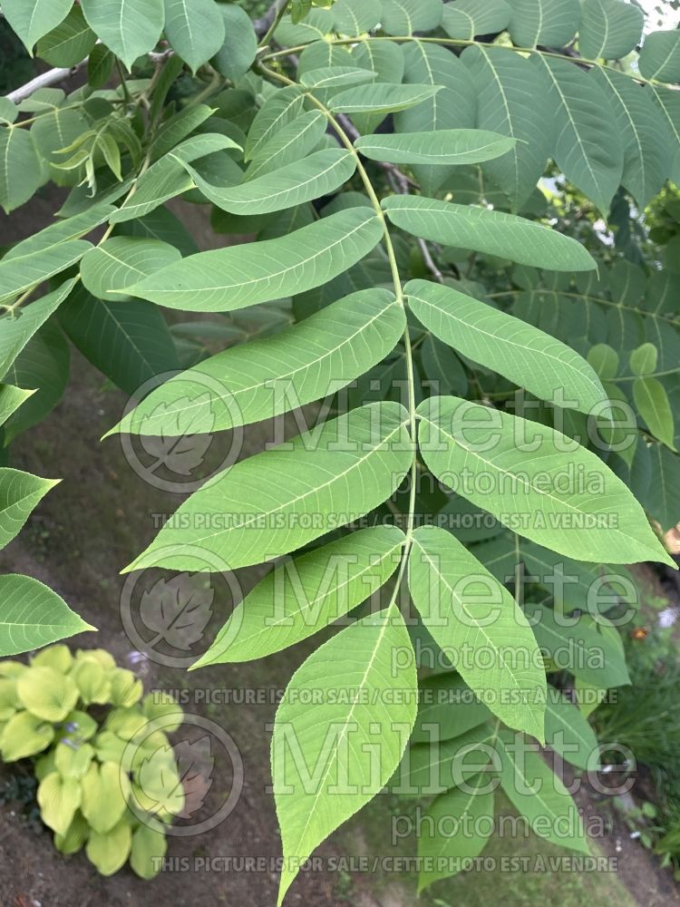 Juglans ailantifolia (Japanese walnut) 2 
