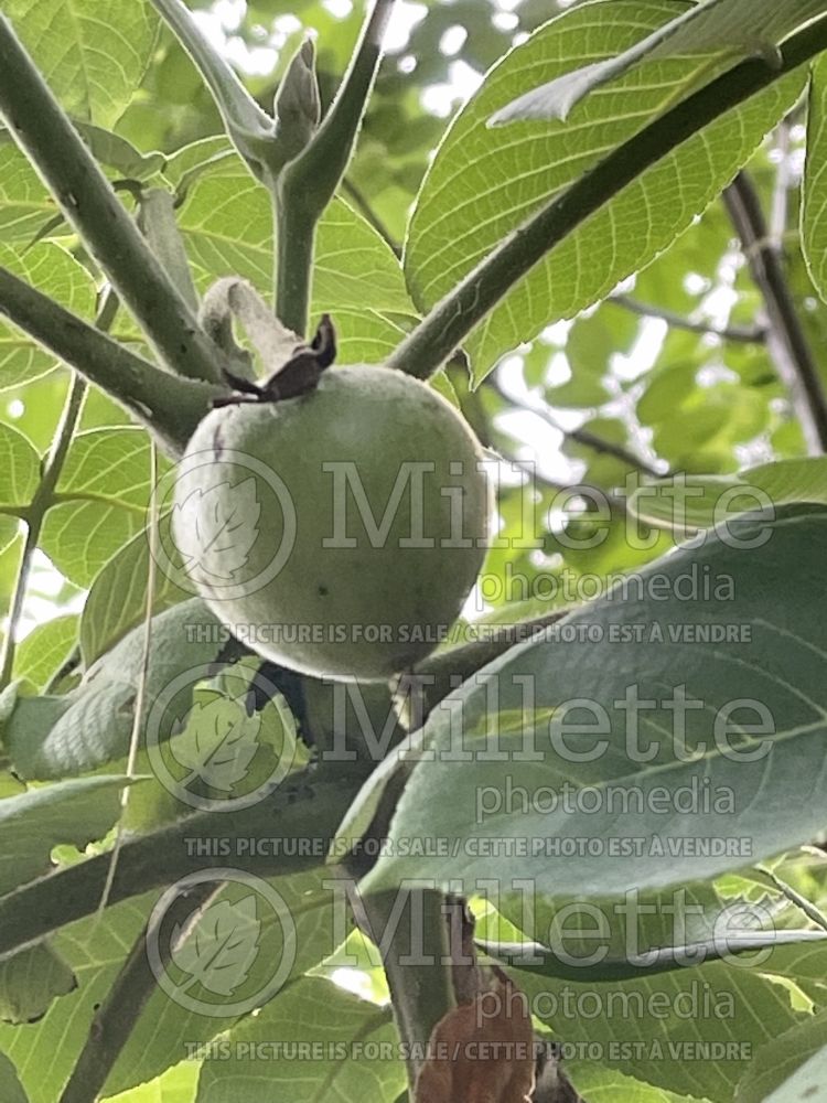 Juglans ailantifolia (Japanese walnut) 4 