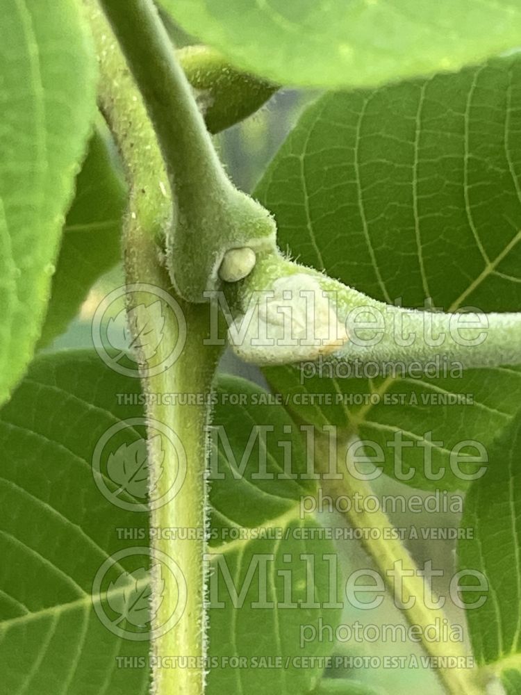 Juglans ailantifolia (Japanese walnut) 5 
