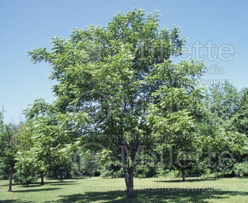 Juglans cinerea (butter nut) 2 