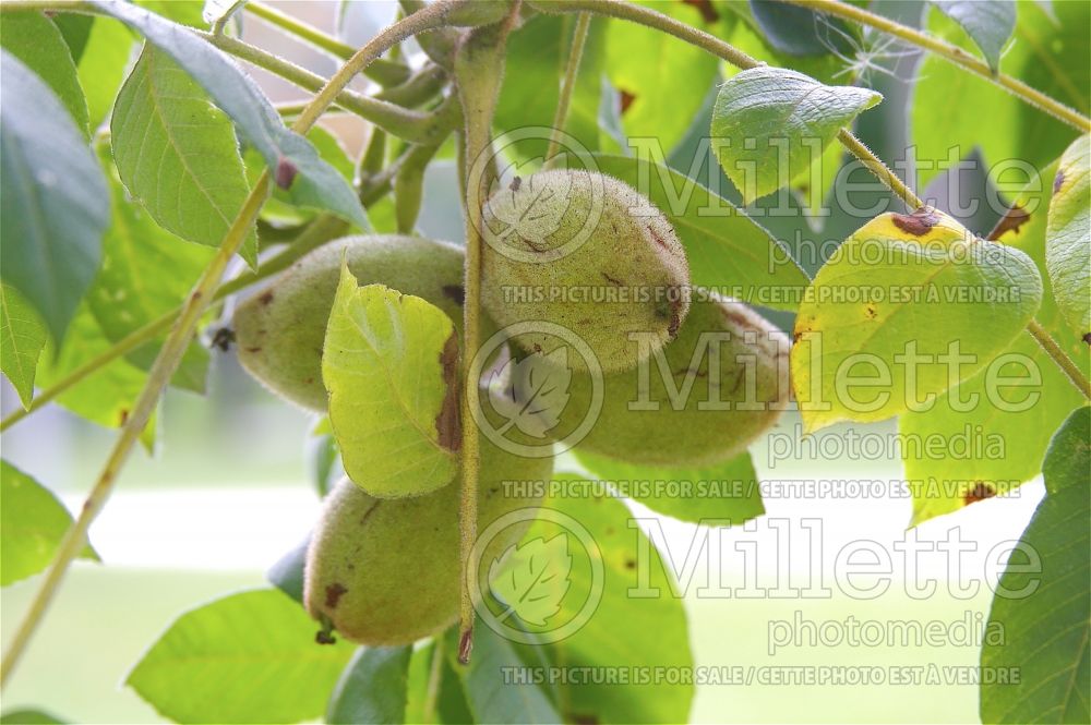 Juglans cinerea (butternut or white walnut- noyer) 12  
