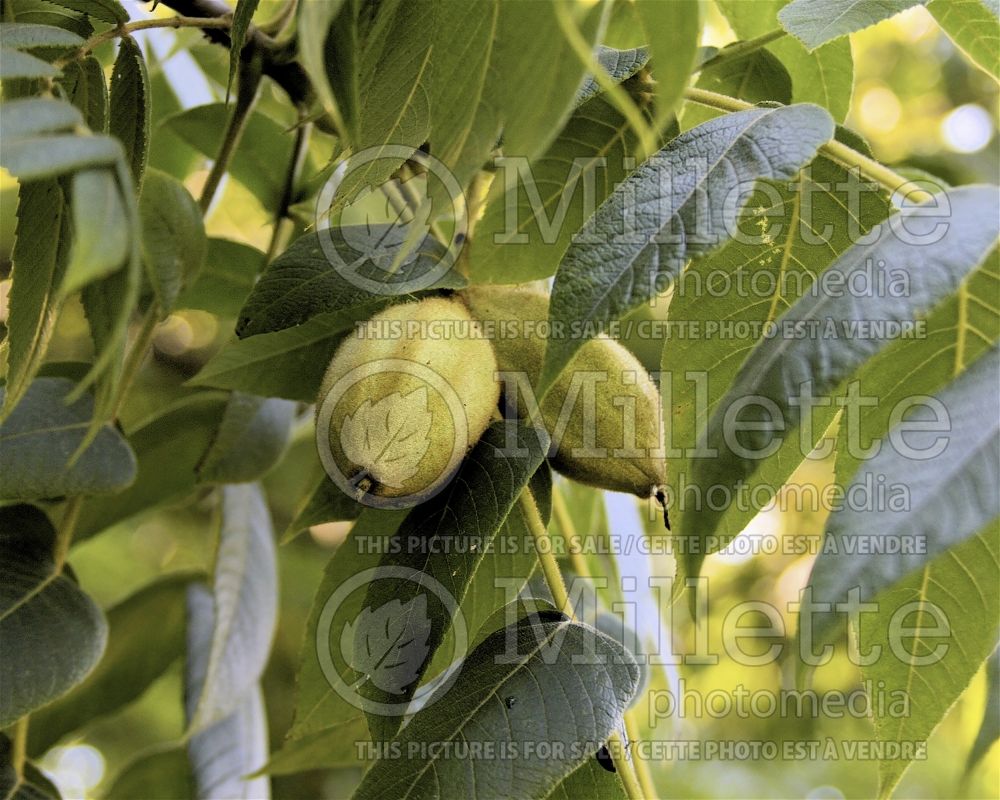 Juglans cinerea (butternut or white walnut- noyer) 13 