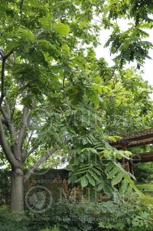 Juglans cinerea (butter nut) 7 