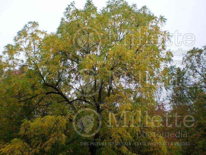 Juglans cinerea (butter nut) 10 