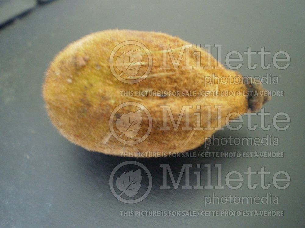 Juglans cinerea (butternut or white walnut- noyer) 14