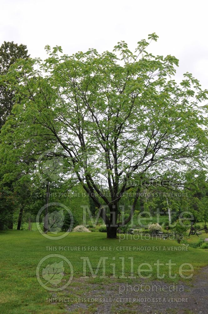 Juglans cinerea (butter nut) 1 