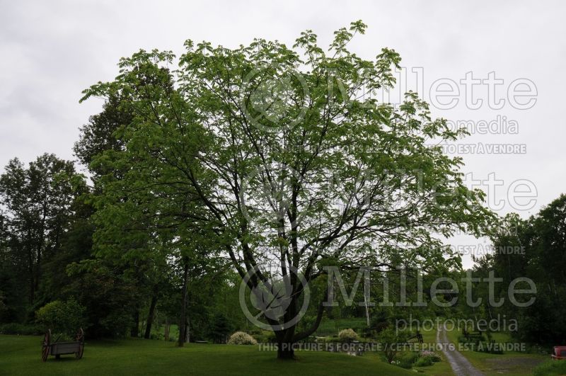 Juglans cinerea (butter nut) 3 