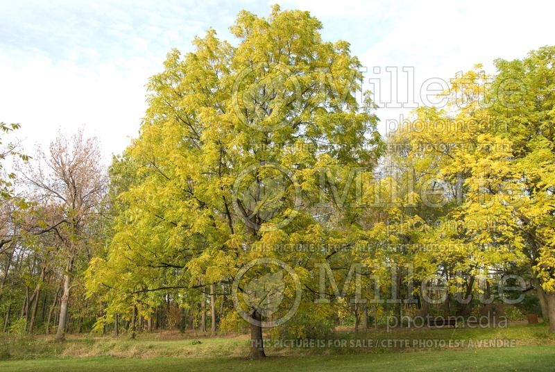 Juglans nigra (black walnut) 2 