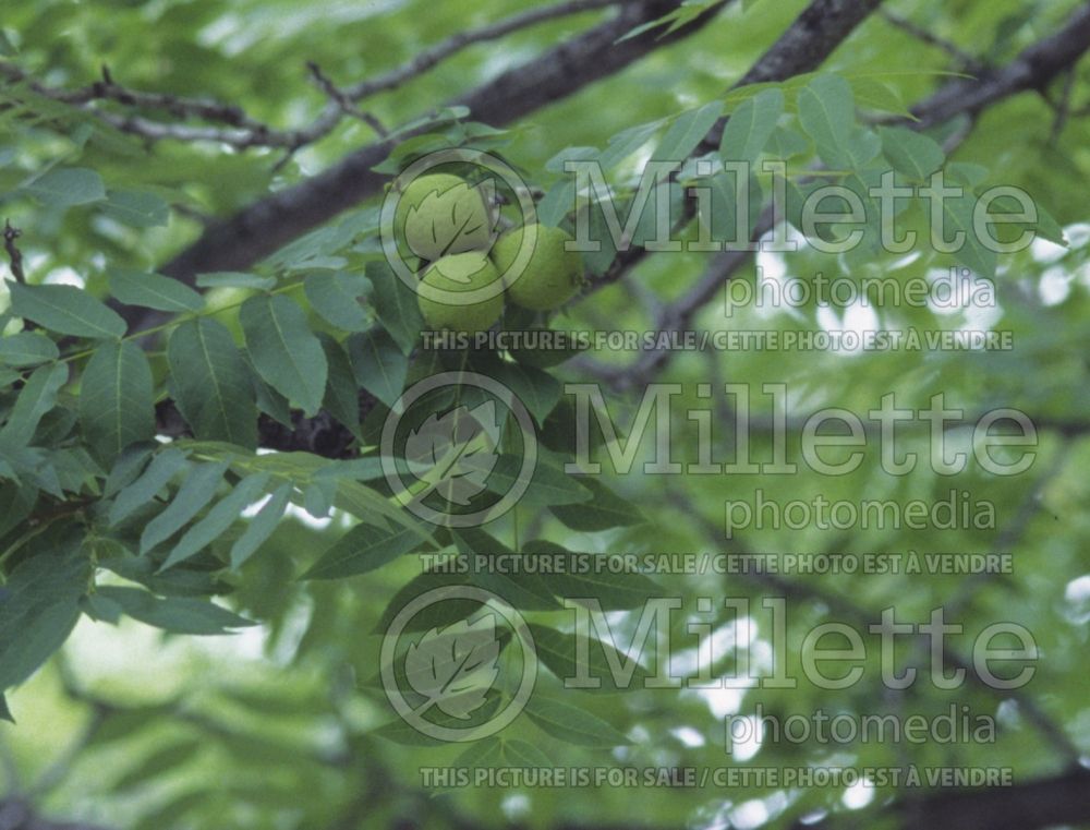 Juglans nigra (black walnut) 3 