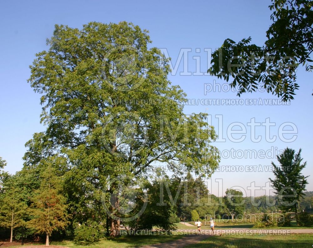 Juglans nigra (black walnut) 8 