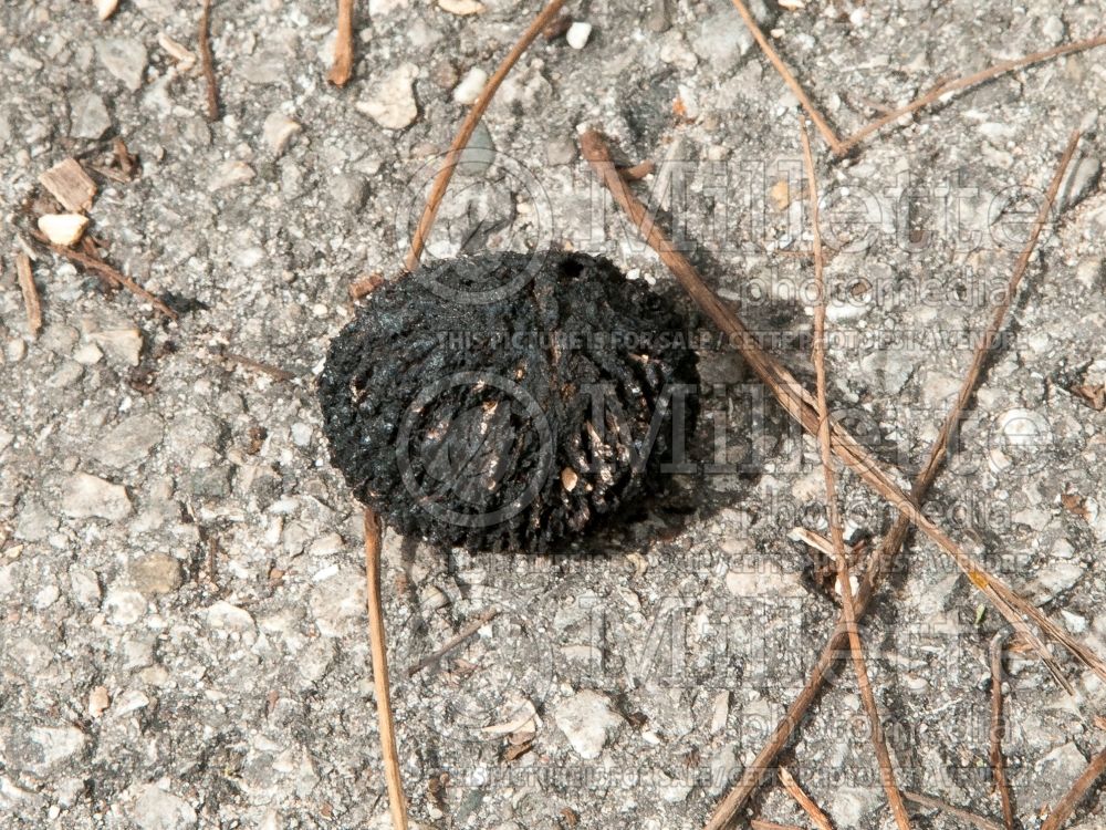 Juglans nigra (Black Walnut) 15  