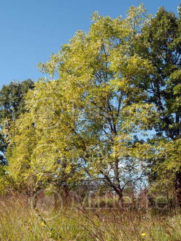 Juglans nigra (black walnut) 11 