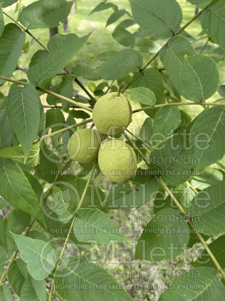 Juglans nigra (Black Walnut) 25 
