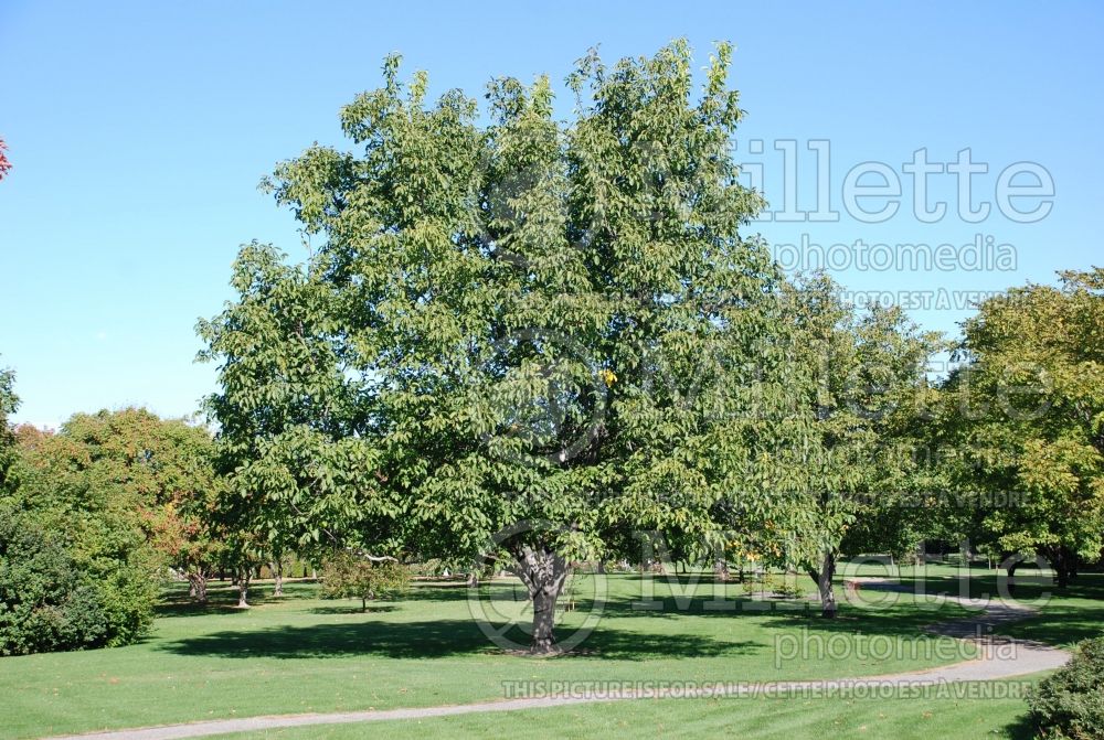 Juglans Carpathian (Carpathian English Walnut) 2  