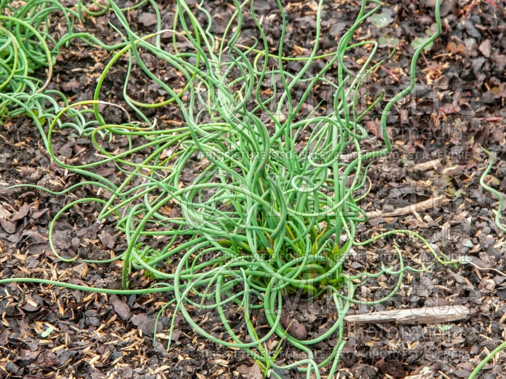 Juncus Afro (Corkscrew Rush) 1 