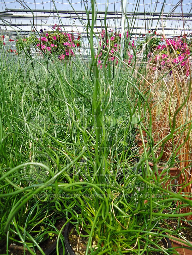 Juncus Spiralis (Corkscrew Rush)  5