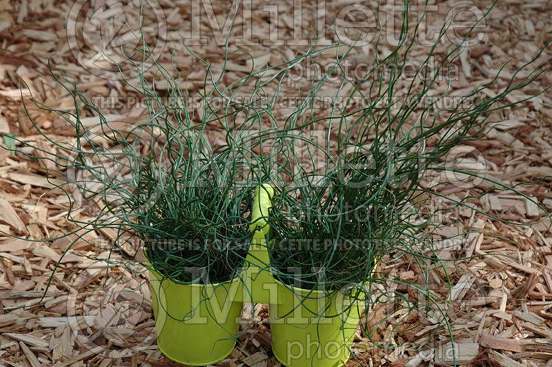 Juncus Spiralis (Corkscrew Rush)  2