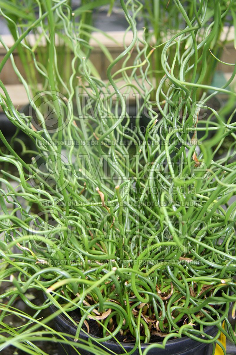 Juncus Spiralis (Corkscrew Rush)  1