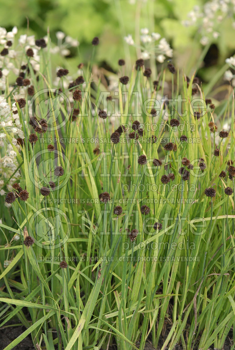 Juncus ensifolius (Corkscrew Rush) 1