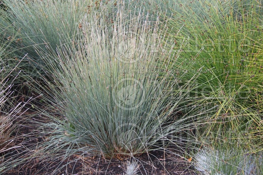Juncus polyanthemos (Australian Gray Rush - jonc) 1 