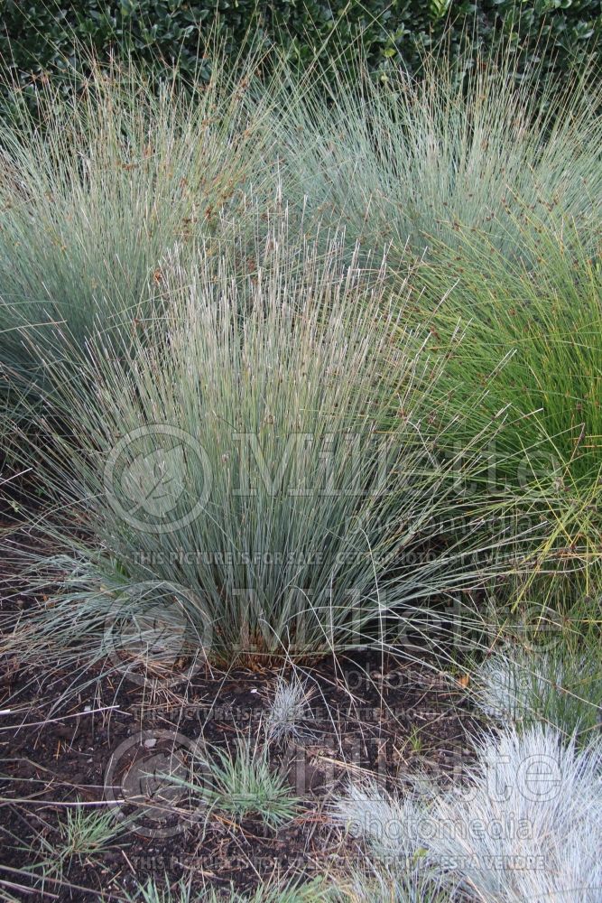 Juncus polyanthemos (Australian Gray Rush - jonc) 2 