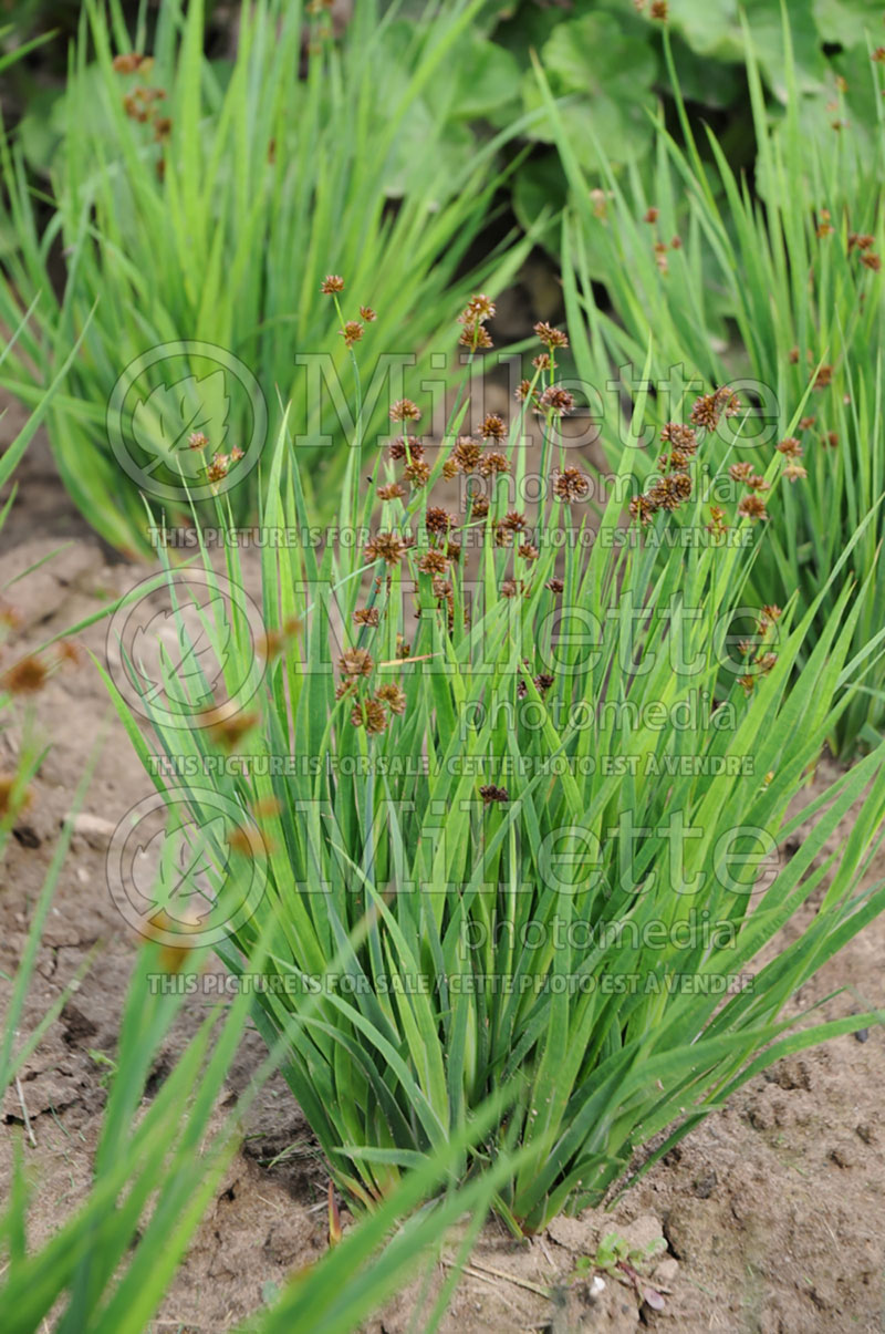 Juncus Starhead (Giant Rush, Pale Rush)  1