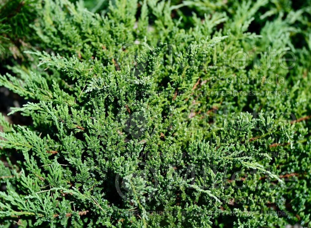 Juniperus chinensis var. sargentii (Juniper conifer) 1