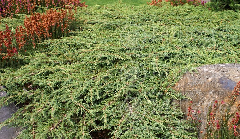 Juniperus Alpine Carpet (Juniper conifer) 2