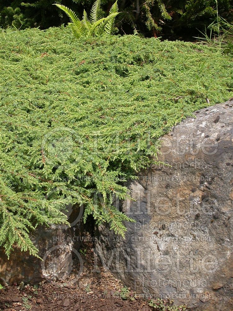 Juniperus Alpine Carpet (Juniper conifer) 1
