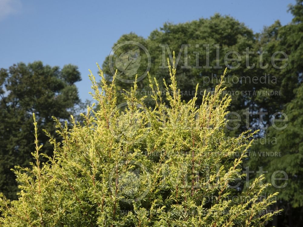 Juniperus Gold Cone (Common Juniper conifer) 14 