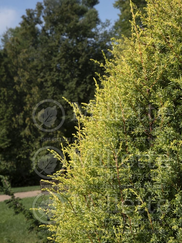 Juniperus Gold Cone (Common Juniper conifer) 15 