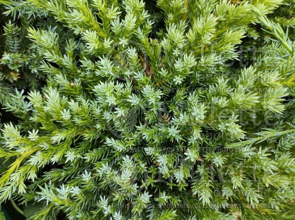 Juniperus Blue Carpet (Juniper conifer) 1