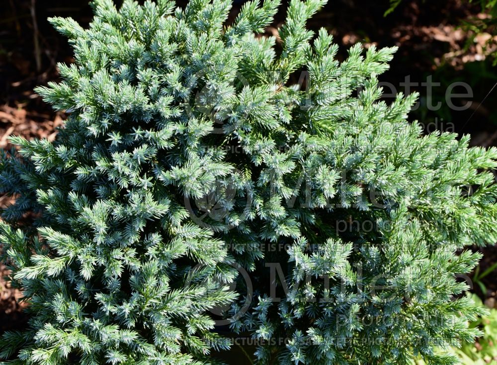 Juniperus Blue Star (Juniper conifer) 11