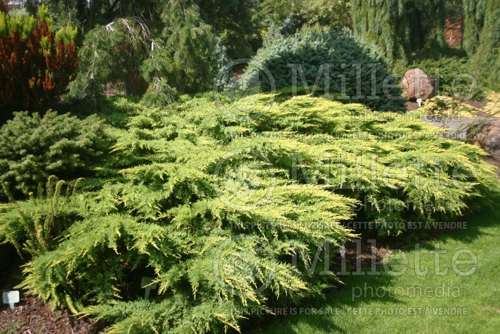 Juniperus Daub's Frosted (Juniper conifer) 6