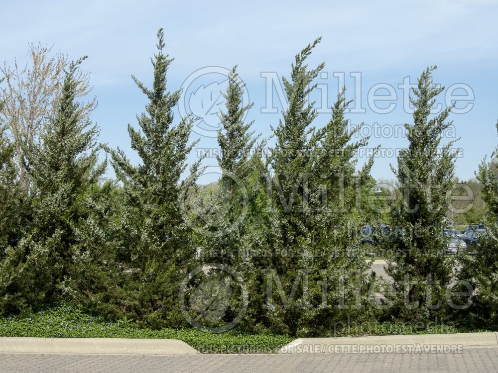 Juniperus Fairview (Juniper conifer) 2