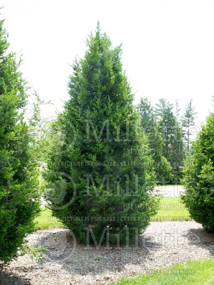 Juniperus Perfecta (Juniper conifer) 1