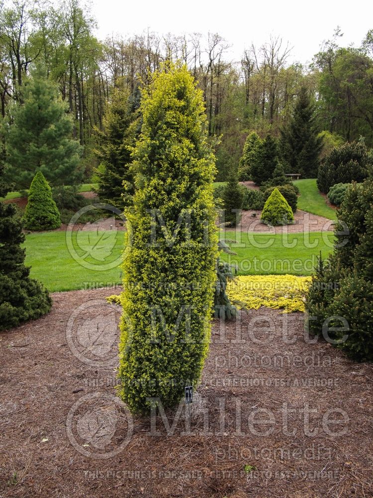 Juniperus Gold Cone (Common Juniper conifer) 17 