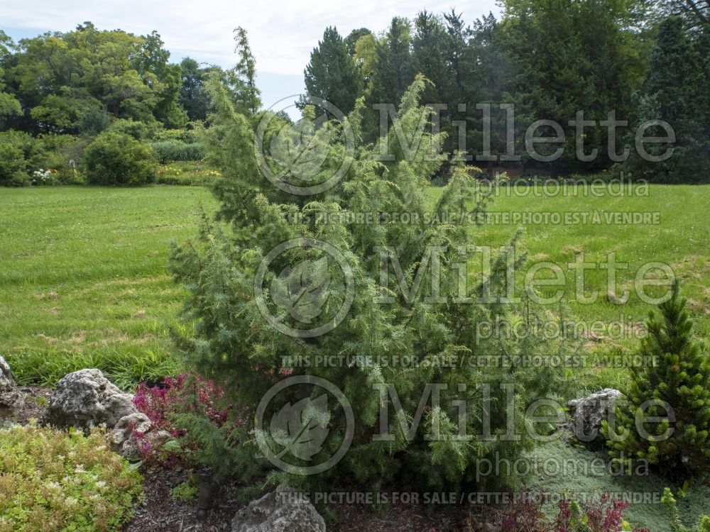 Juniperus Kalebab (Juniper conifer) 3  