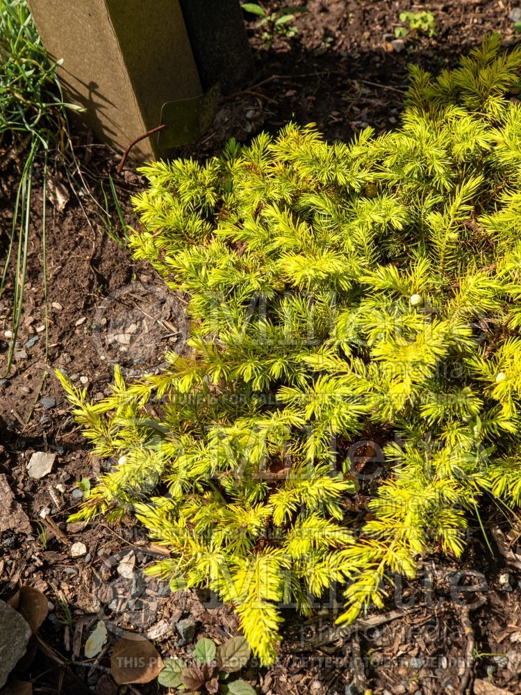 Juniperus All Gold (Juniper conifer) 8