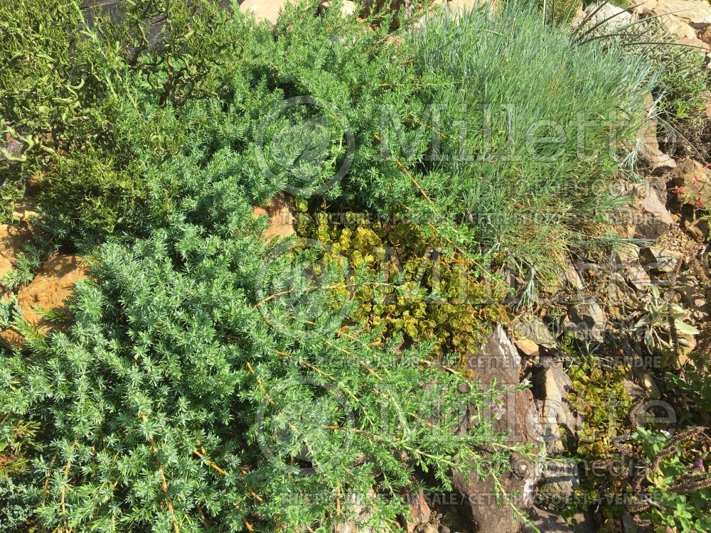 Juniperus Blue Pacific (Shore Juniper conifer) 3