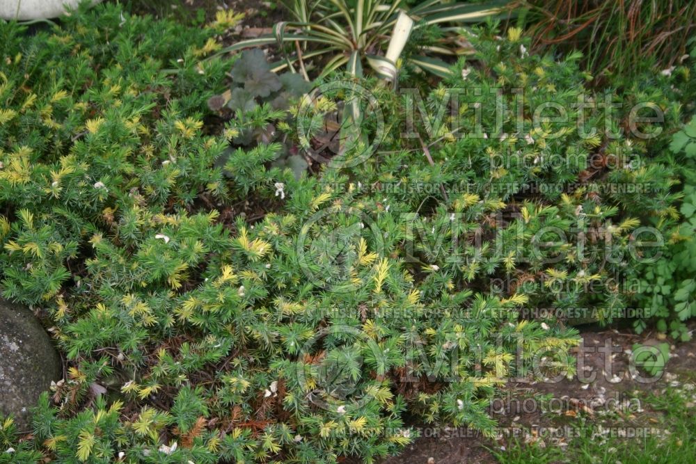 Juniperus Sunsplash (Juniper conifer) 1