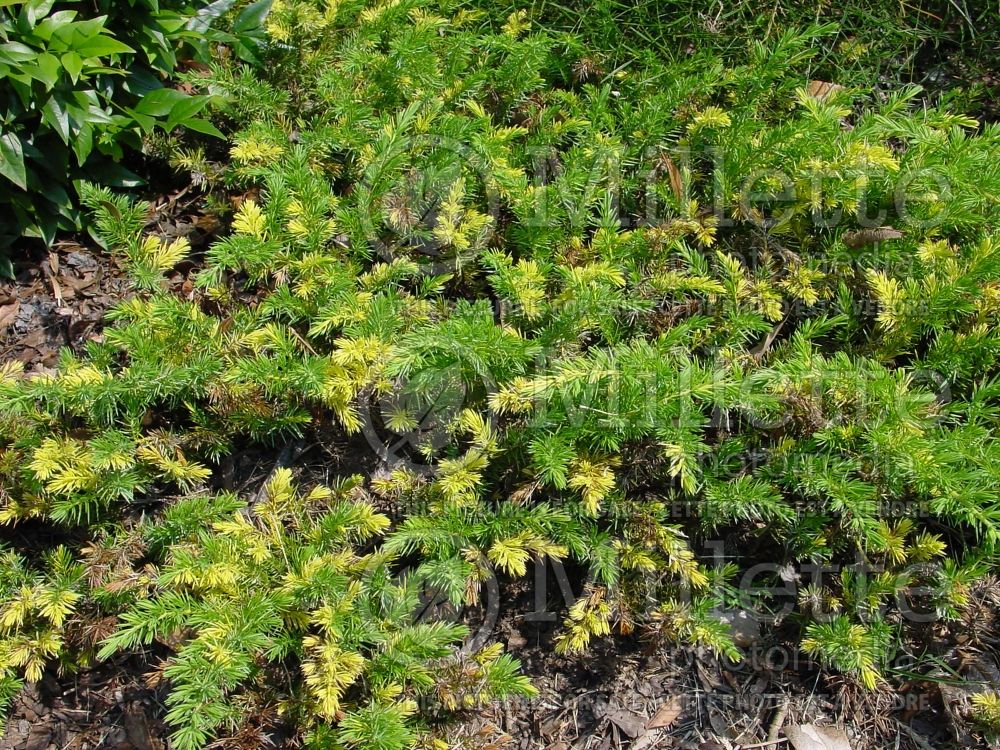 Juniperus Sunsplash (Juniper conifer) 2