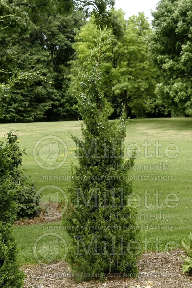 Juniperus Hetzii Columnaris (Juniper conifer) 3