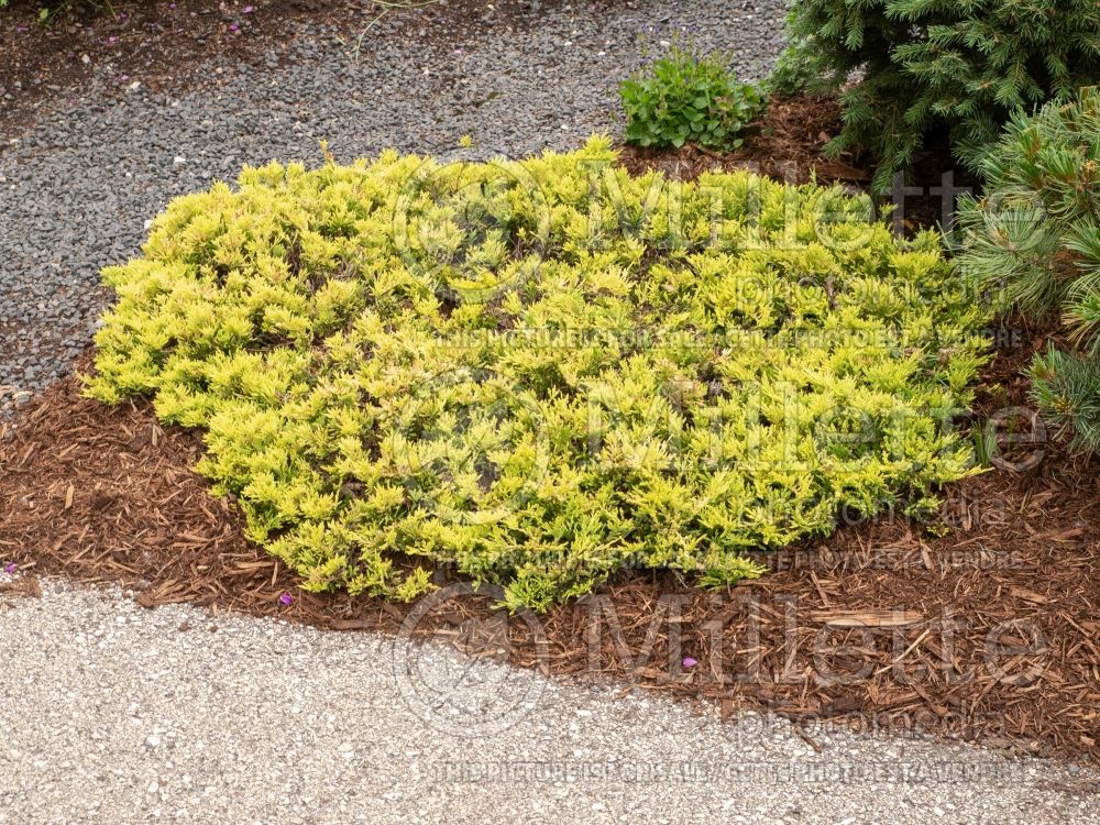 Juniperus Gold Strike (Juniper conifer) 3