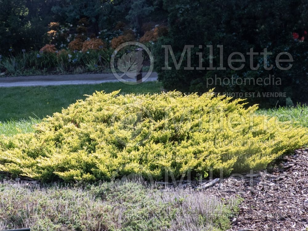 Juniperus Limeglow (Juniper conifer) 12