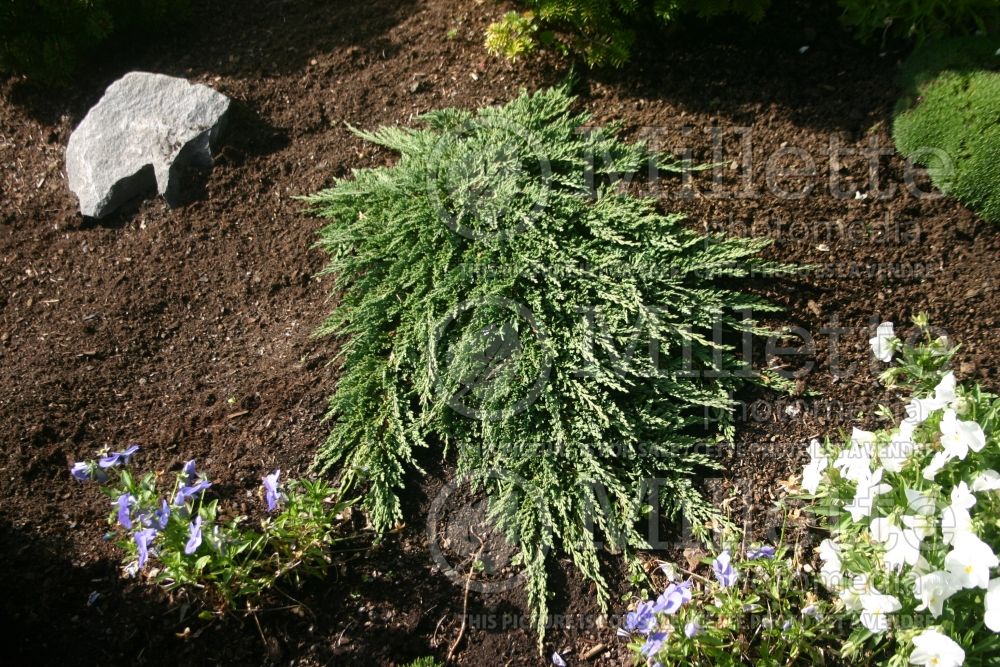 Juniperus Pancake (Juniper conifer) 2